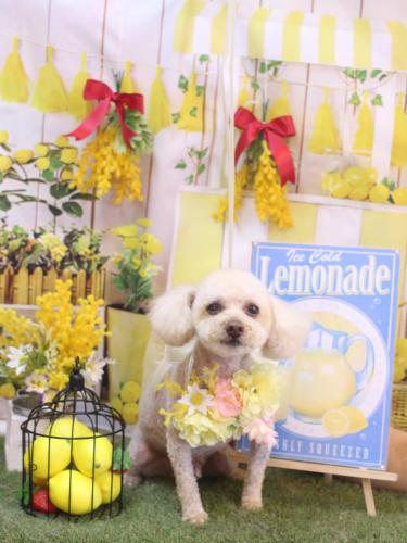 20240412もものすけくん